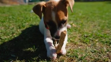 Açık havada oynayan köpek yavrusu köpek