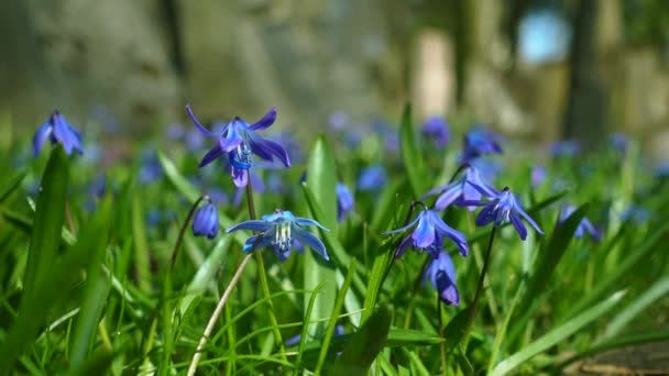 Petites fleurs bleues dans une herbe — Video