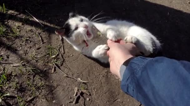 Kedi ile oynarken el — Stok video