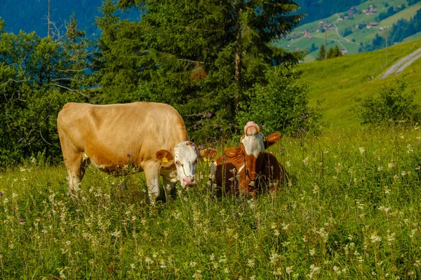 Маленькое стадо коров пасутся на альпийском лугу — стоковое фото