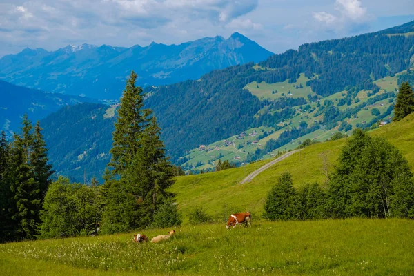 Malé stádo krav se pasou na alpské louce — Stock fotografie