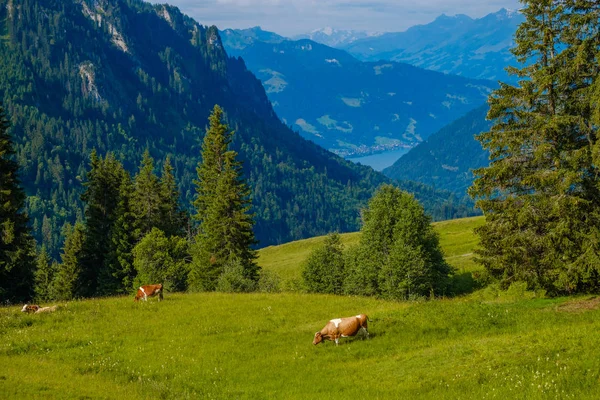 Un petit troupeau de vaches paissent dans la prairie alpine — Photo