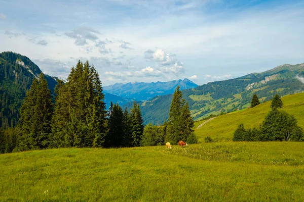Malé stádo krav se pasou na alpské louce — Stock fotografie