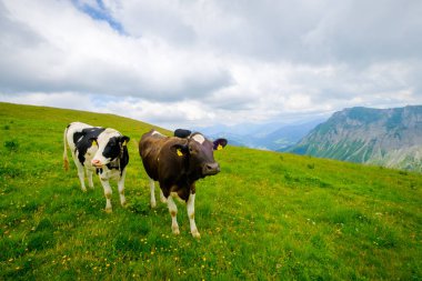 Küçük inek sürüsü otlatmak alpin çayır