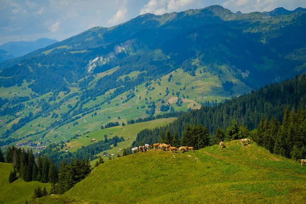 Pequeño rebaño de vacas pastando en un pastizal de montaña — Foto de Stock