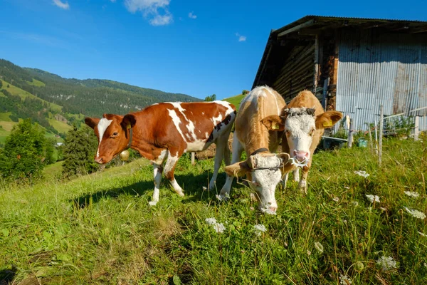 高山の牧草地で放牧する牛の小さい群れ — ストック写真