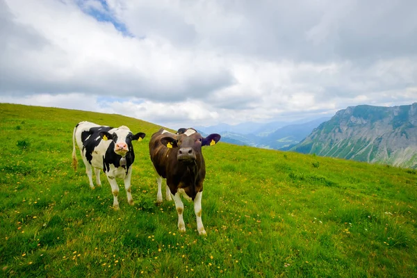 Pequeña manada de vacas pastan en el prado alpino — Foto de Stock