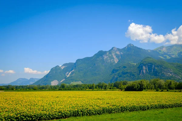 Sunflower field and mountains at summer — Stock Photo, Image