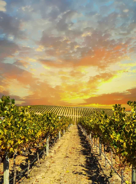Пейзаж виноградника с закатом неба — стоковое фото
