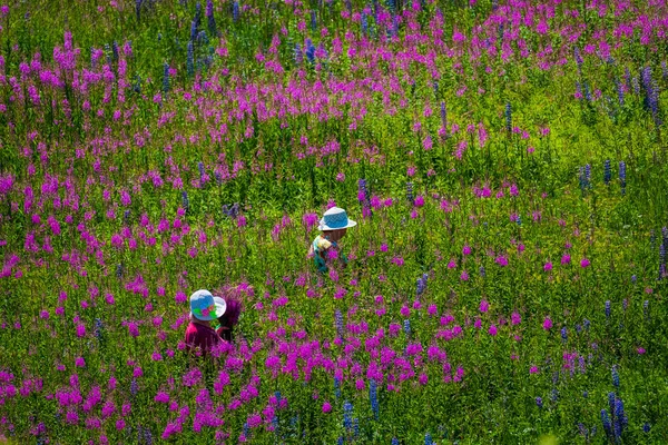 女性摘み草牧草地に — ストック写真