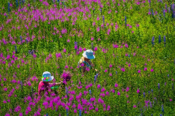 女性摘み草牧草地に — ストック写真