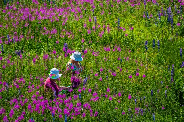 女性摘み草牧草地に — ストック写真