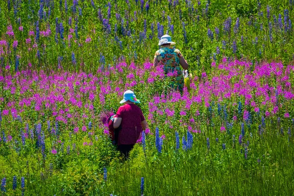 女性摘み草牧草地に — ストック写真