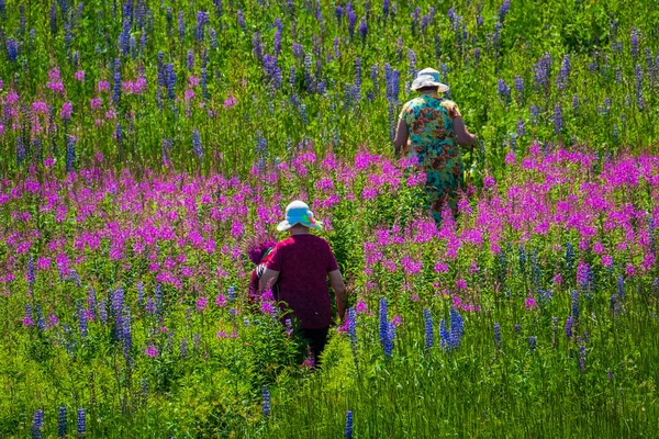 女性摘み草牧草地に — ストック写真