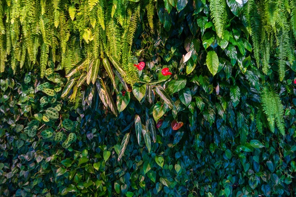 Zielone ściany z świeżych liści — Zdjęcie stockowe