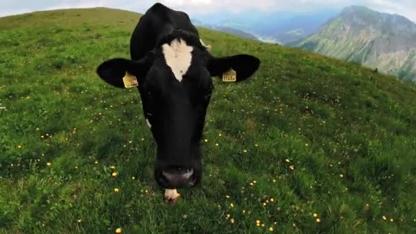 Retrato engraçado de um focinho de vaca close-up em um prado alpino — Vídeo de Stock