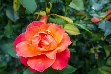 Bahçede bir kırmızı gül