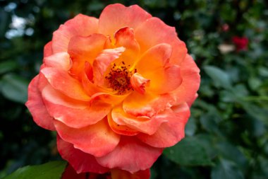 Bahçede bir kırmızı gül