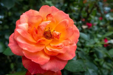 Bahçede bir kırmızı gül