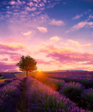 Lavanta alanında Provence günbatımında ağacında