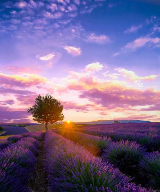 Lavanta alanında Provence günbatımında ağacında