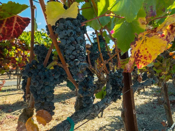 Uvas rojas maduras en el viñedo — Foto de Stock