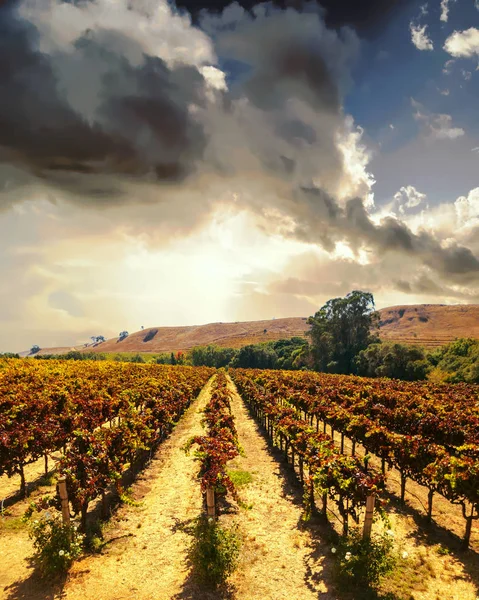 Paisaje del viñedo en el valle de Napa — Foto de Stock