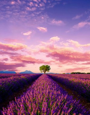 Lavanta alanında Provence günbatımında ağacında