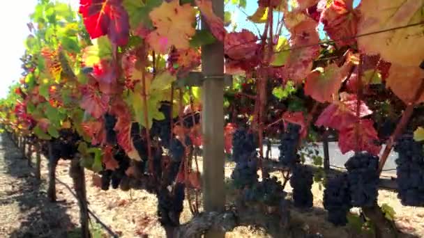 Uvas vermelhas maduras na vinha — Vídeo de Stock
