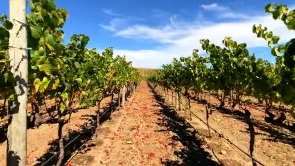 Paisaje del viñedo en el valle de Napa — Vídeo de stock