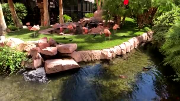 Różowe flamingi w ogrodzie — Wideo stockowe