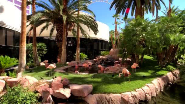 Rosafarbene Flamingos im Garten — Stockvideo