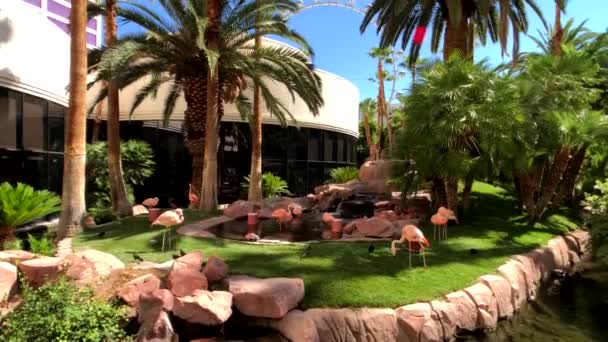 Flamants roses dans le jardin — Video