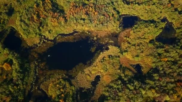 Paisaje aéreo de un lago en el bosque en verano — Vídeo de stock