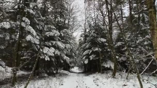 Solig dag liggande i skogen — Stockvideo