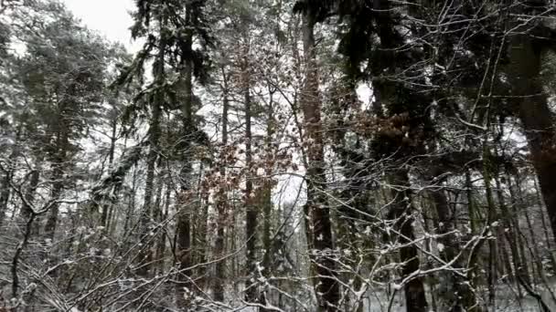 Vinter Dag Liggande Skogen Efter Snöfall — Stockvideo