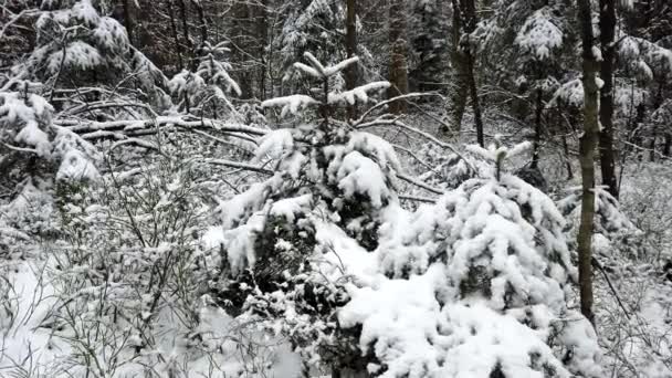 Giornata di sole paesaggio nella foresta — Video Stock