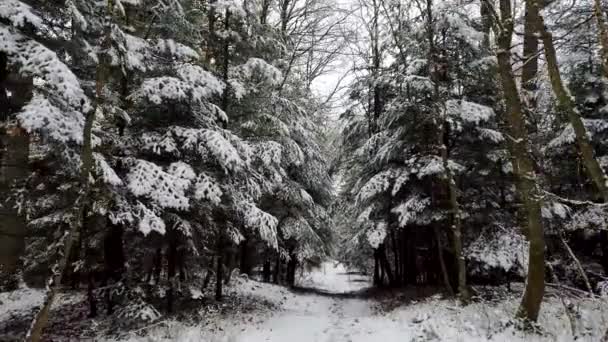 Paysage ensoleillé dans la forêt 