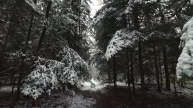 Güneşli manzara orman