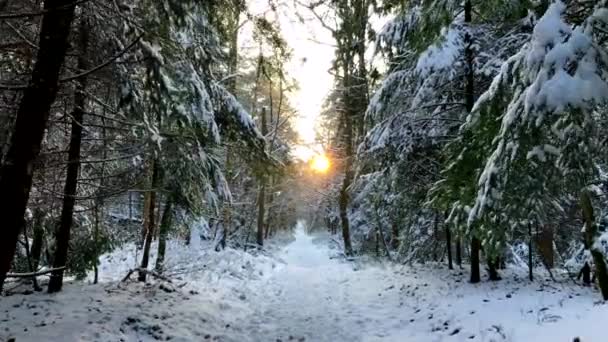 Paisaje soleado en el bosque — Vídeo de stock