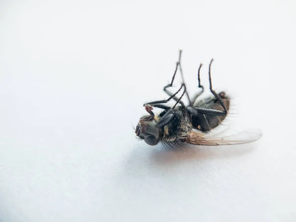 Mouche morte sur le blanc — Photo