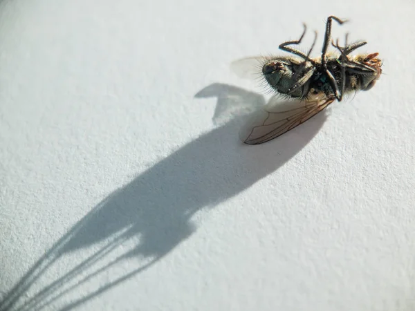 Beyaz üzerine ölü sinek — Stok fotoğraf