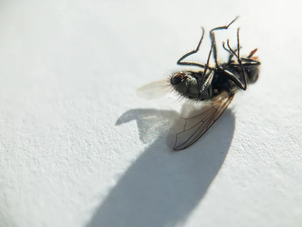 Mosca morta no branco — Fotografia de Stock