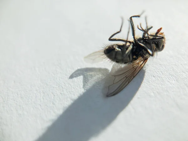 Dead fly on the white — Stock Photo, Image