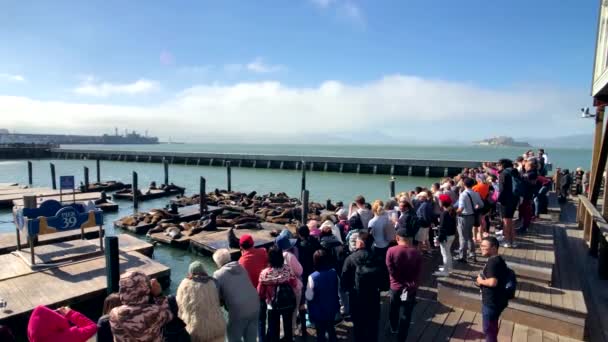 Deniz aslanları ünlü turistik izlerken turist Pier 39 yerleştirin — Stok video