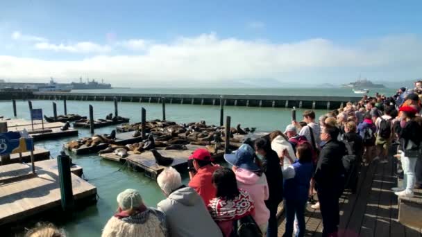 Touristen beobachten Seelöwen auf dem berühmten Touristenplatz Pier 39 — Stockvideo