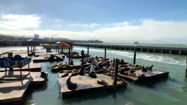 Морские львы лежат на пирсе 39 — стоковое видео