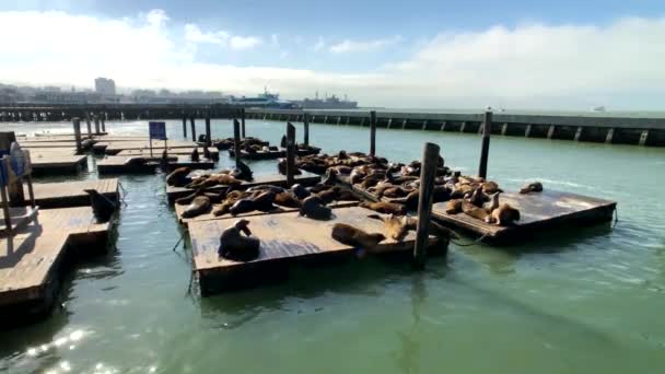 Zeeleeuwen liggen op de pier 39 — Stockvideo