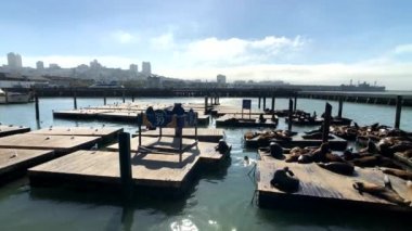 Deniz aslanları pier 39 yalan