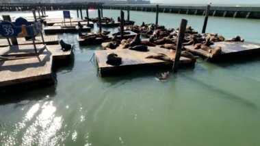 Deniz aslanları pier 39 yalan